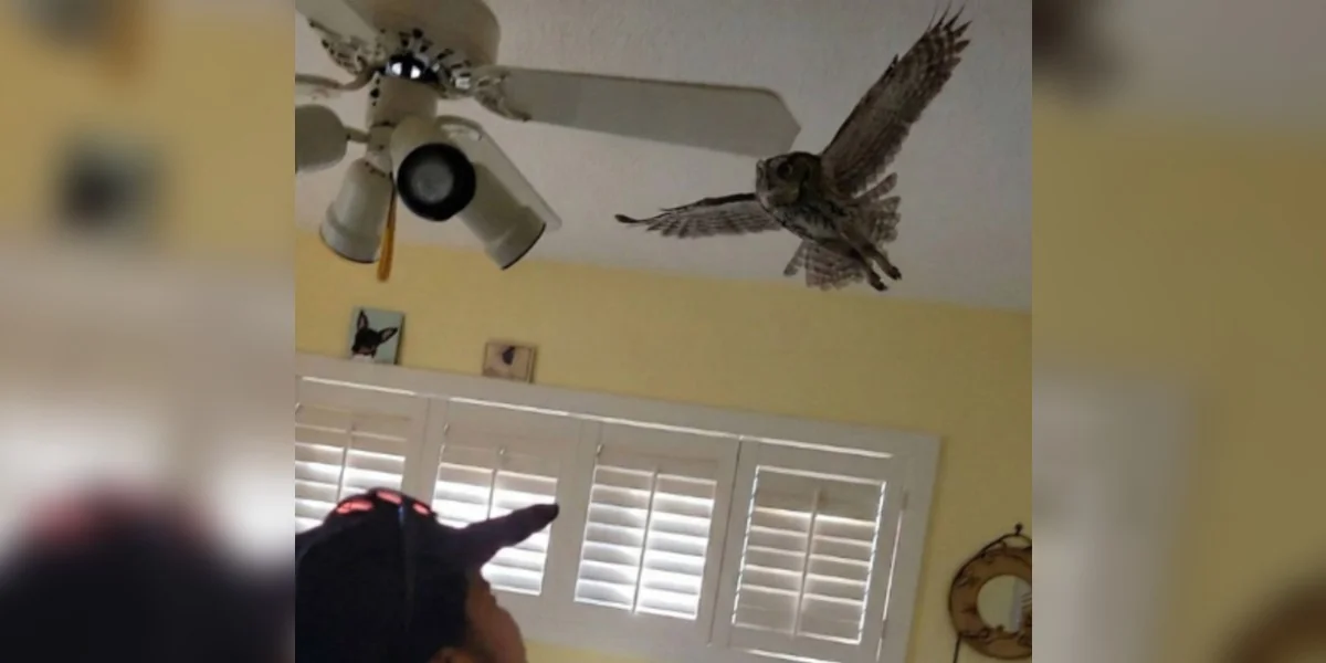 Featured image for Sleepy Owl Invades Woman's Home for a Nap and Refuses to Leave