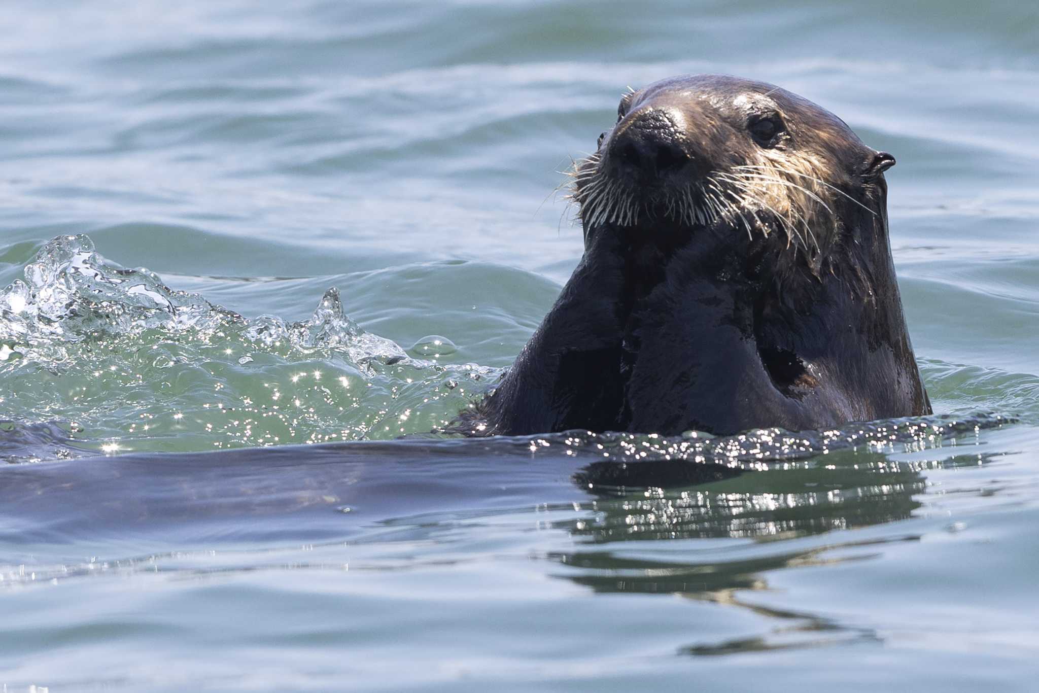Featured image for California Otter Population in Peril After Four Die.