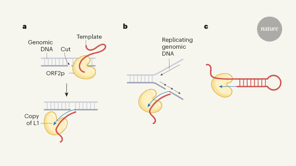 Featured image for "Visualizing Genetic Copy-and-Paste Machinery in Action"
