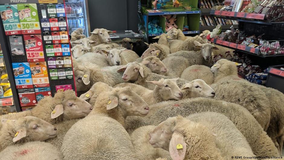 Featured image for 50 Sheep Wander Into German Supermarket, Causing a Stir