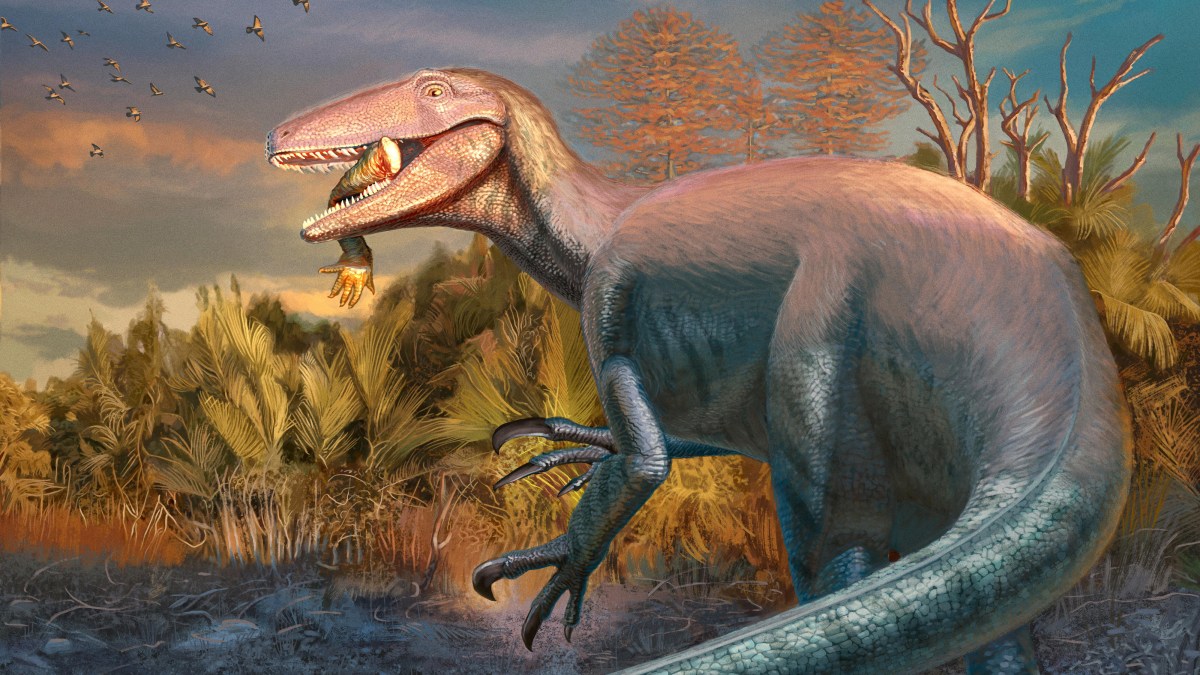 Featured image for New Megaraptor Discovery Reveals Predatory Behavior with Crocodile Prey