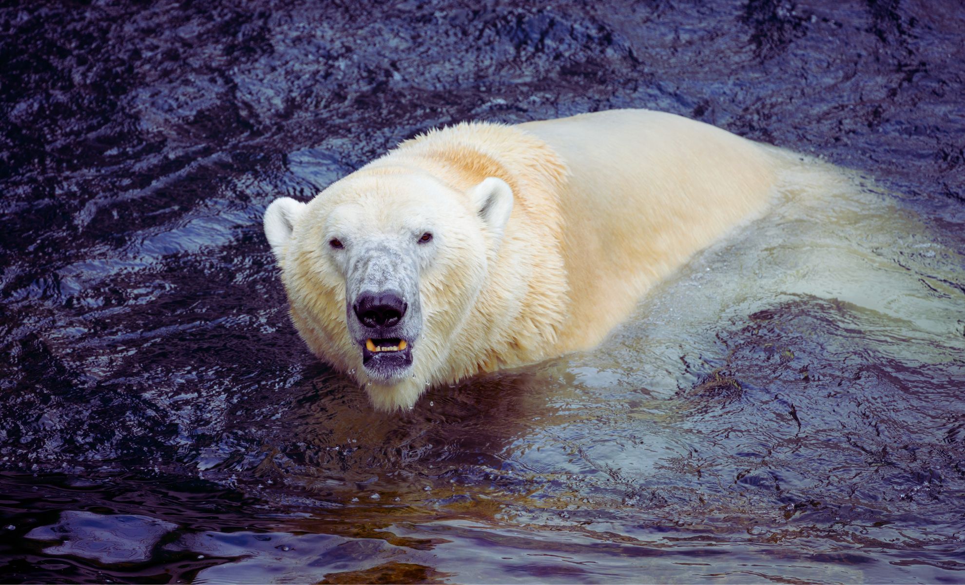 Featured image for The Arctic’s True Super-Predator Revealed