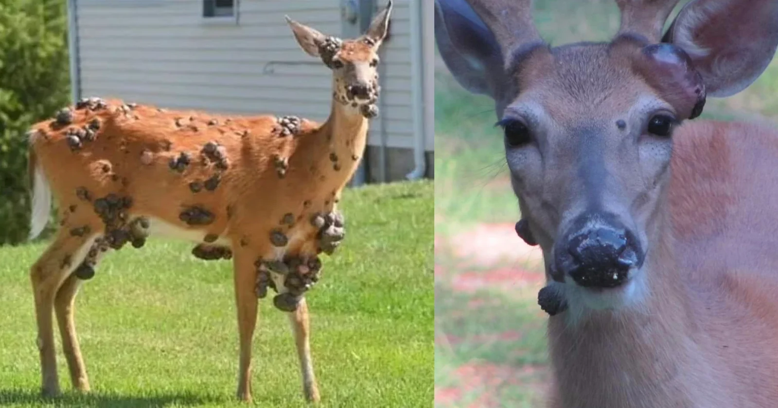 Featured image for Mutant Deer with Flesh Bubbles Spark Wildlife Outbreak Fears