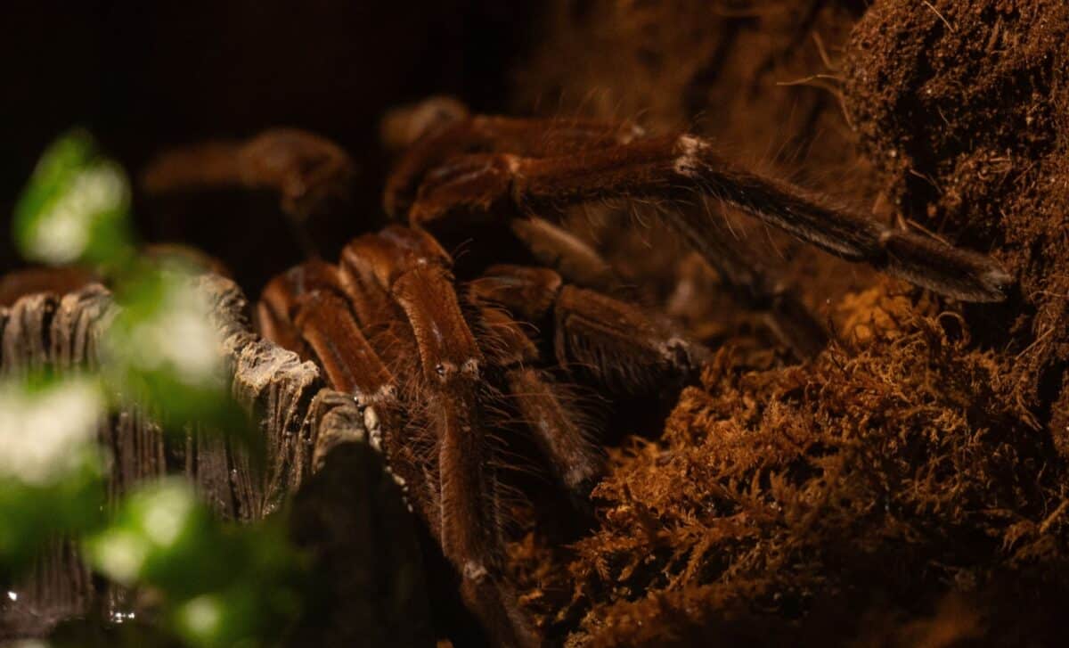 Featured image for Ancient Fossil Suggests Spiders Once Had Tails and May Still Do