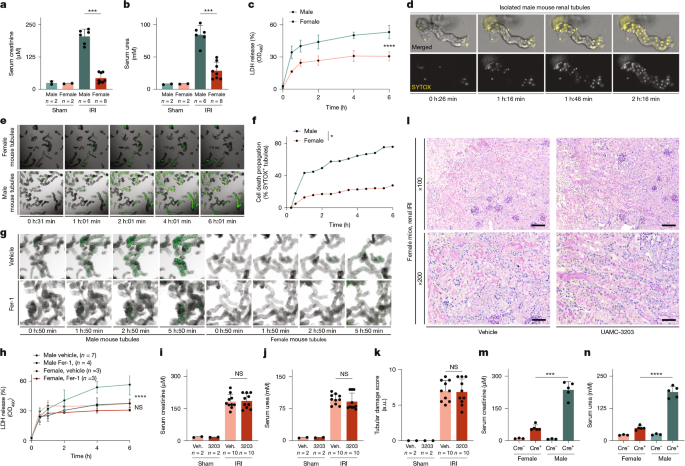 Featured image for Oestradiol's Role in Preventing Ferroptosis and Kidney Injury