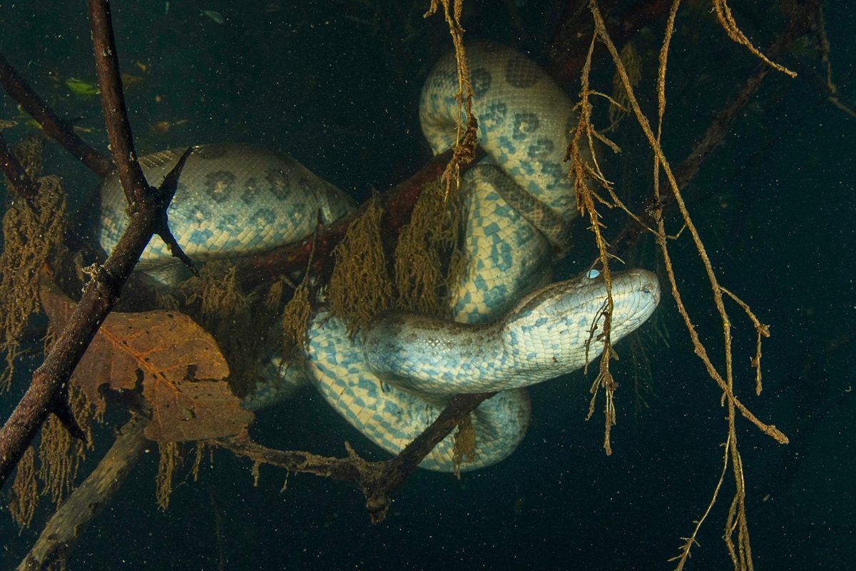 Featured image for Ancient Anacondas: Giants That Have Stayed Massive for Over 12 Million Years