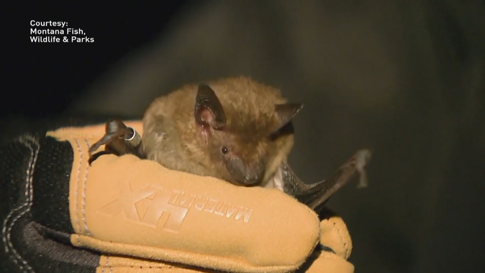 Featured image for "Rabies Scare: Over 200 Rhode Islanders Seek Treatment for Bat Exposure"