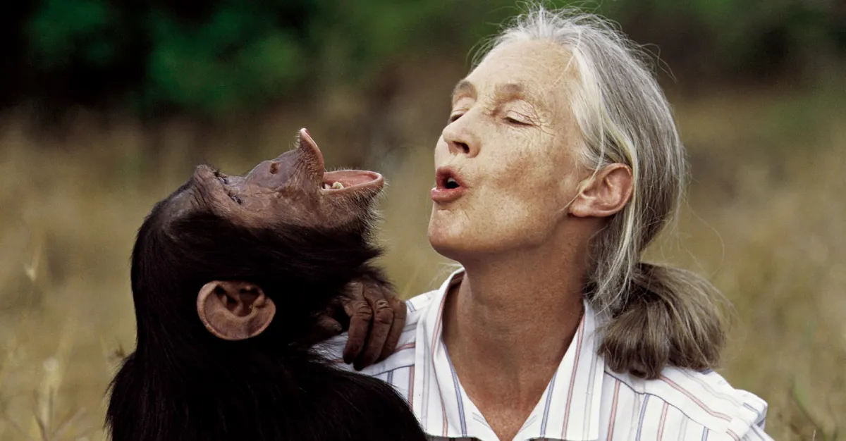 Featured image for Jane Goodall's Lasting Impact on Science and Conservation