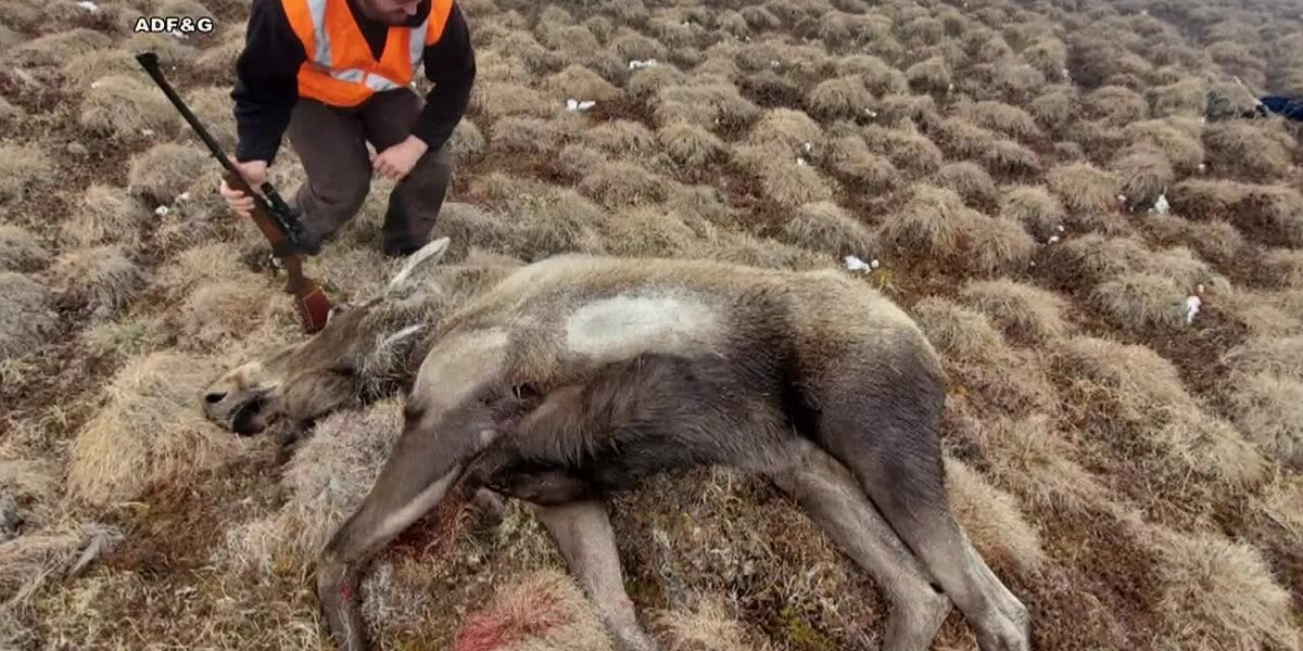 Featured image for Moose euthanized at airports in Alaska and Connecticut due to safety concerns.
