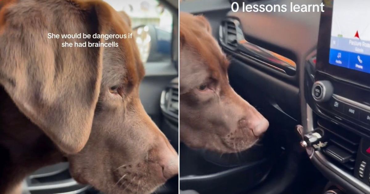 Featured image for Labrador's Comical Battle with Car Air Freshener