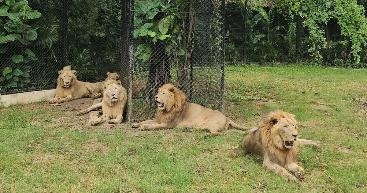Featured image for Tragic Lion Attack Kills Zookeeper at Thai Safari Park