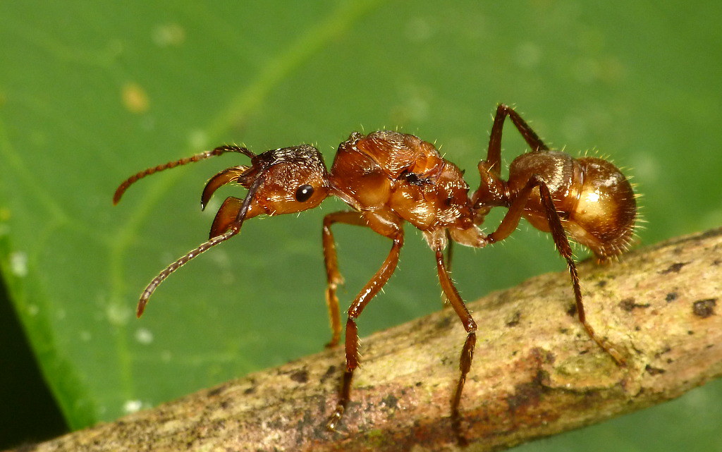 Featured image for Plant Mimics Ants to Attract Pollinators