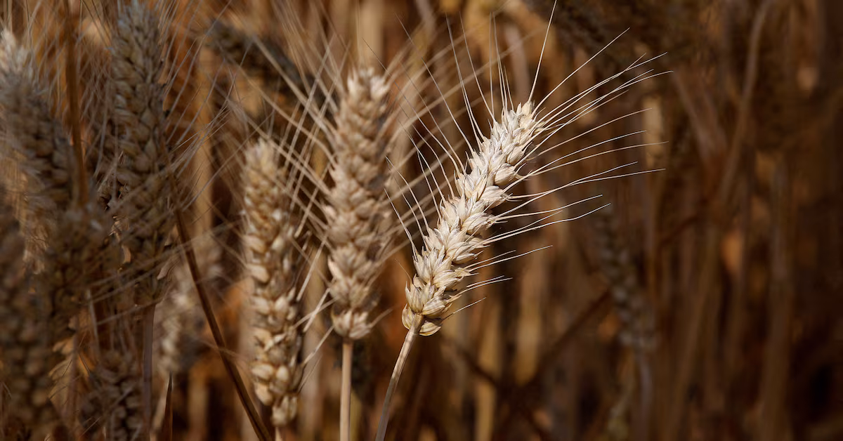 Featured image for China's farm ministry works to save damaged wheat crop.