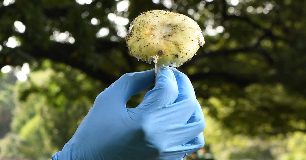 Featured image for Antidote Discovered for Deadly Poisonous Mushrooms