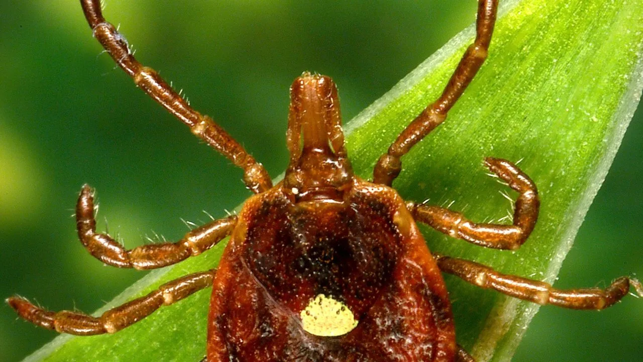 Featured image for Tick-borne diseases on the rise, including incurable meat allergy.