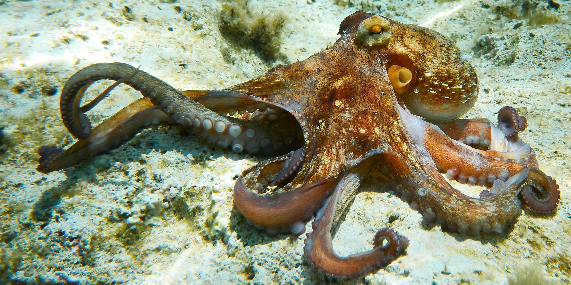 Featured image for Scientists Develop Octopus-Inspired Adaptive Camouflage and Skin Technologies