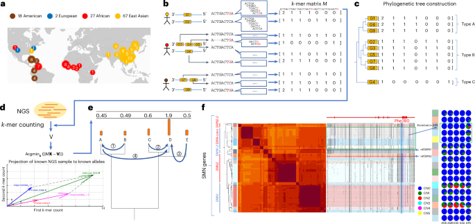 Pangenomes Uncover Global Diversity and Divergence in Duplicated Genes