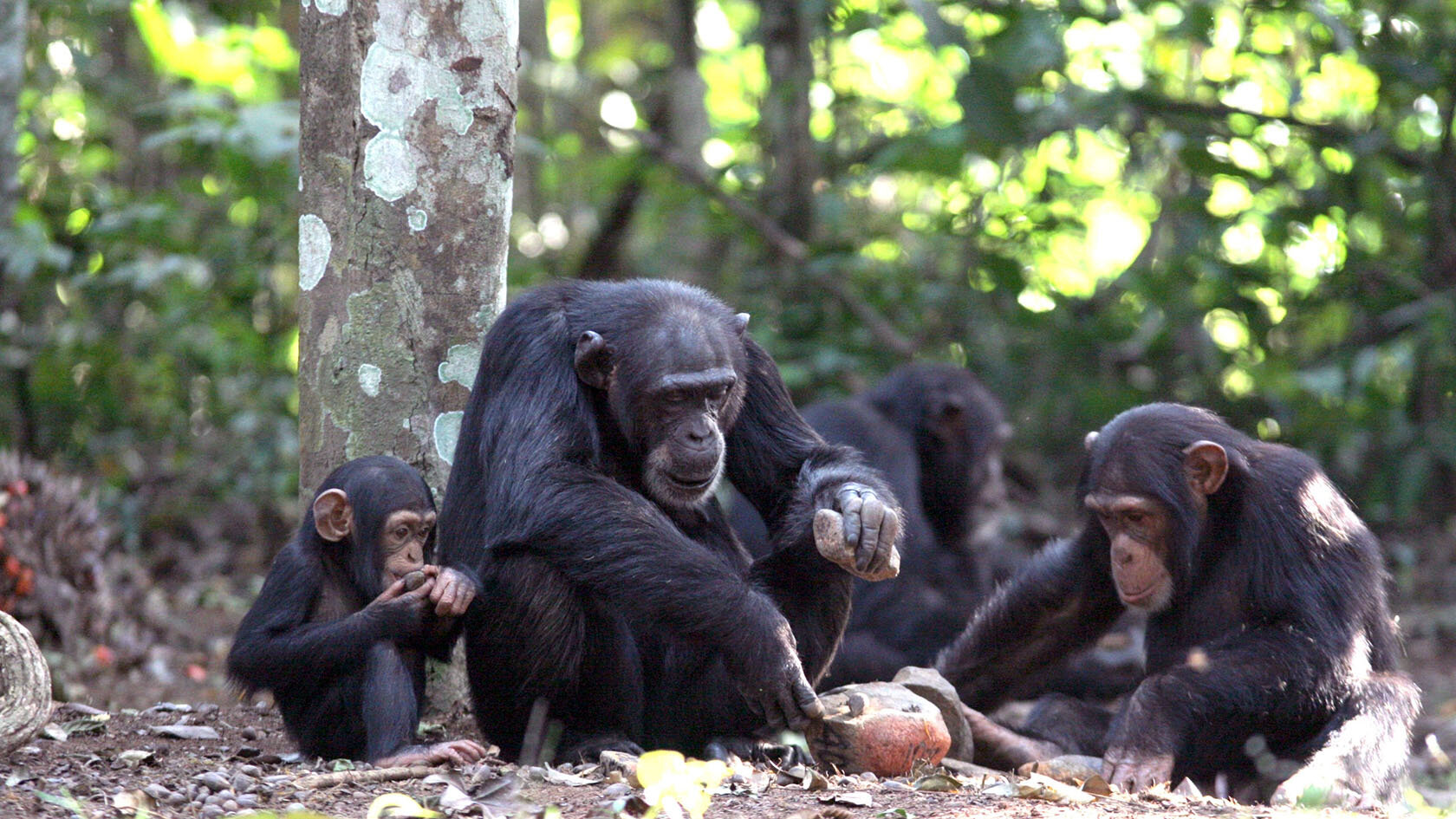 Featured image for Chimpanzee Cultures Mirror Human Innovation and Technological Advancement