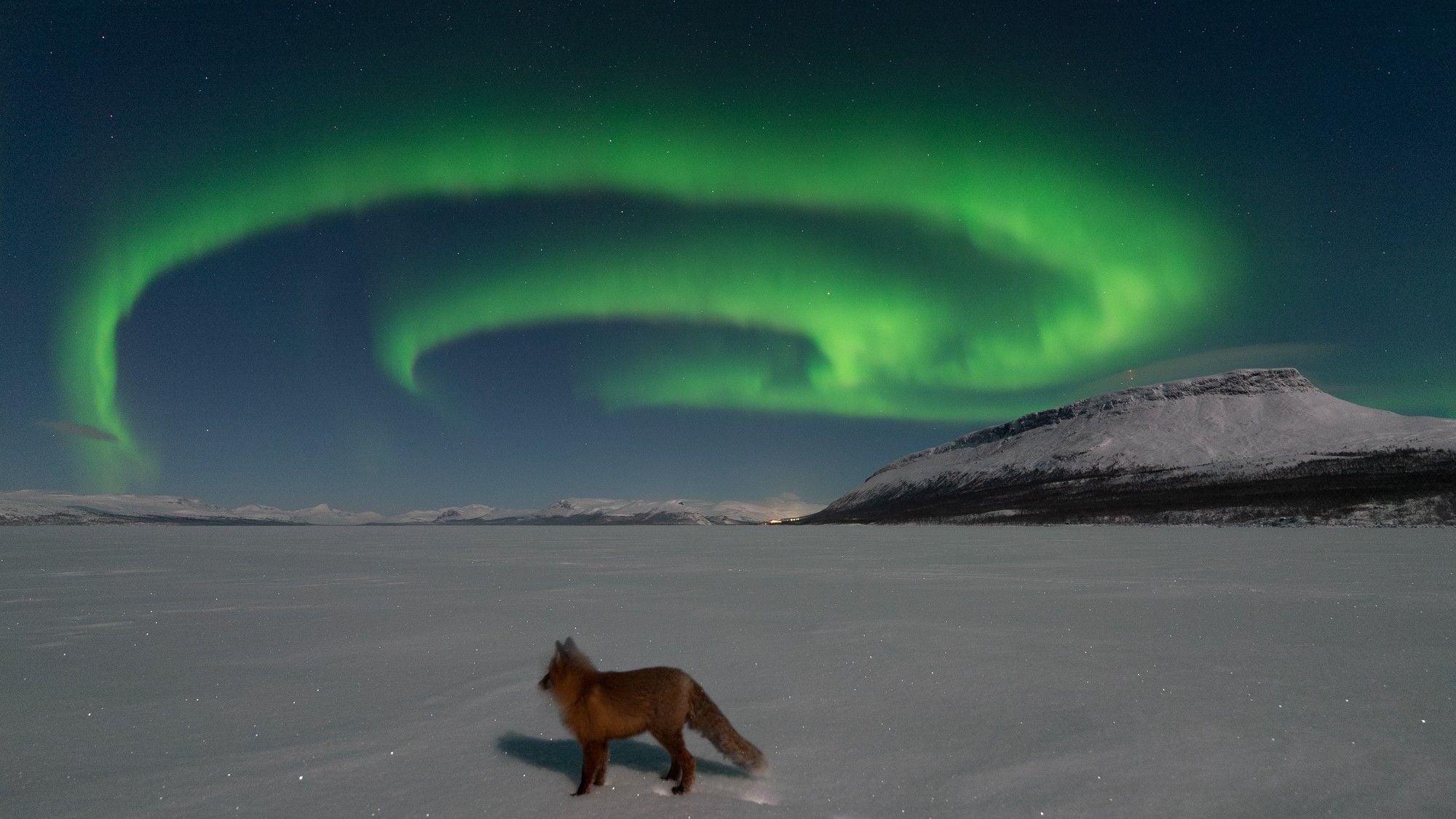 Featured image for Aurora Chaser Captures Fox Amid Finland's 'Fox Fires'