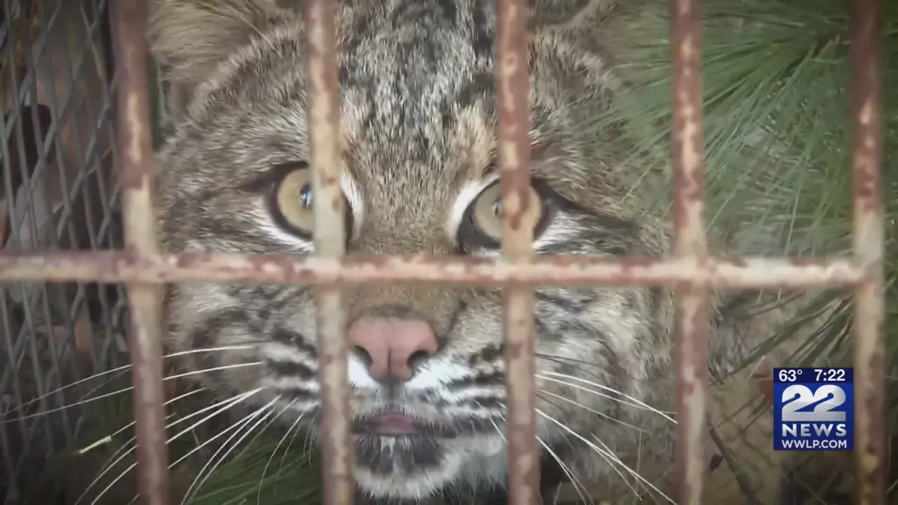 Featured image for Man Survives Terrifying Bobcat Attack While Sleeping in Hammock