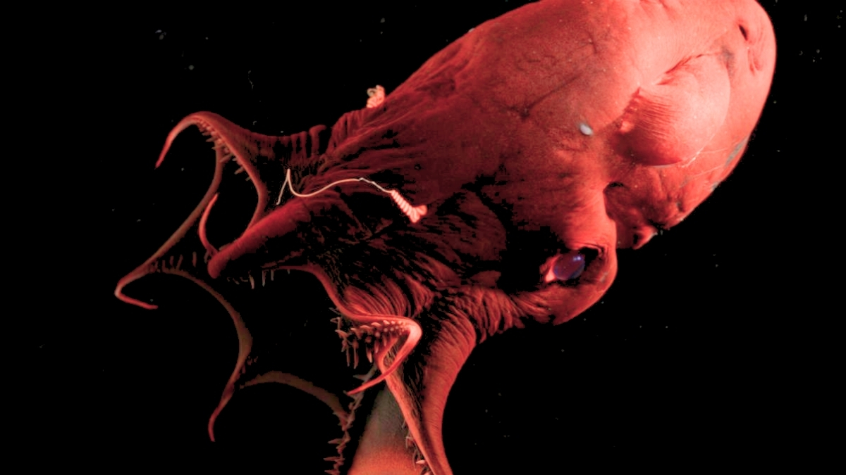 Featured image for Vampire Squid Genome Unveils Cephalopod Evolutionary Secrets