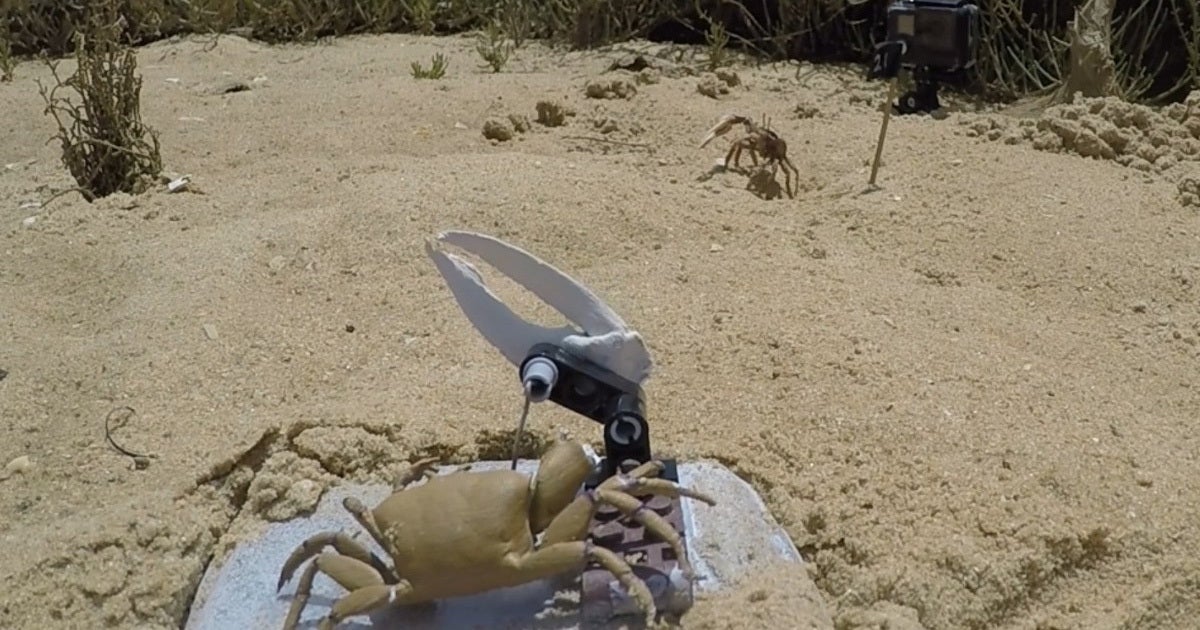 Featured image for Robot Crab 'Wavy Dave' Attacked by Real Crabs During Study