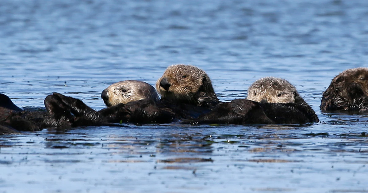 Featured image for "Deadly Parasite Threatens California Otters and Humans"