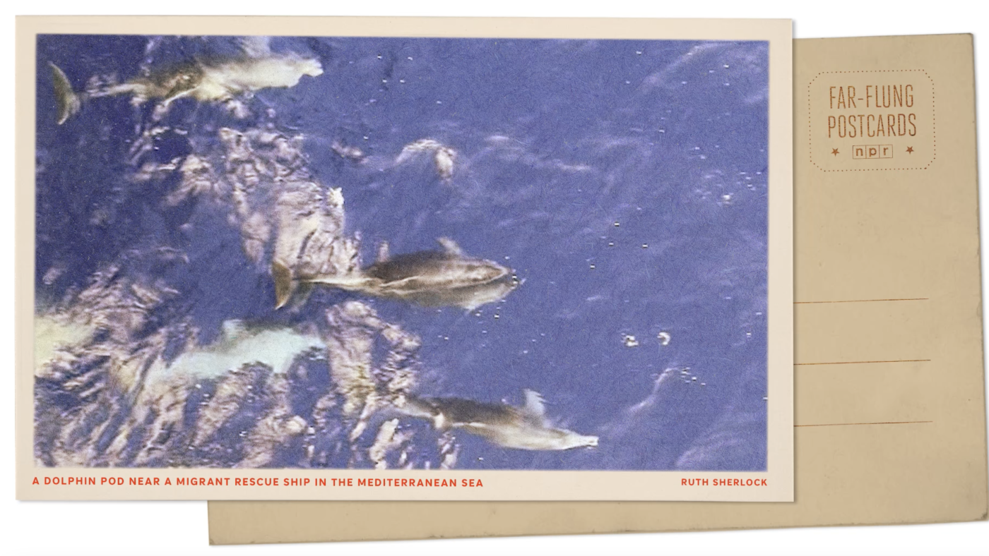 Featured image for Dolphins Join Migrant Rescue Ship in the Mediterranean