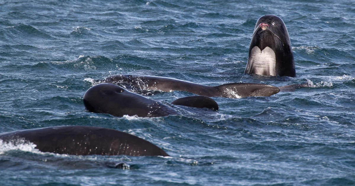 Featured image for Tragic Mass Stranding Claims Over 50 Whales on Scottish Isle