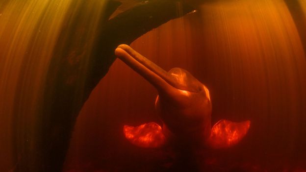 Featured image for Pink Dolphins: The Amazon's Stealthy Thieves