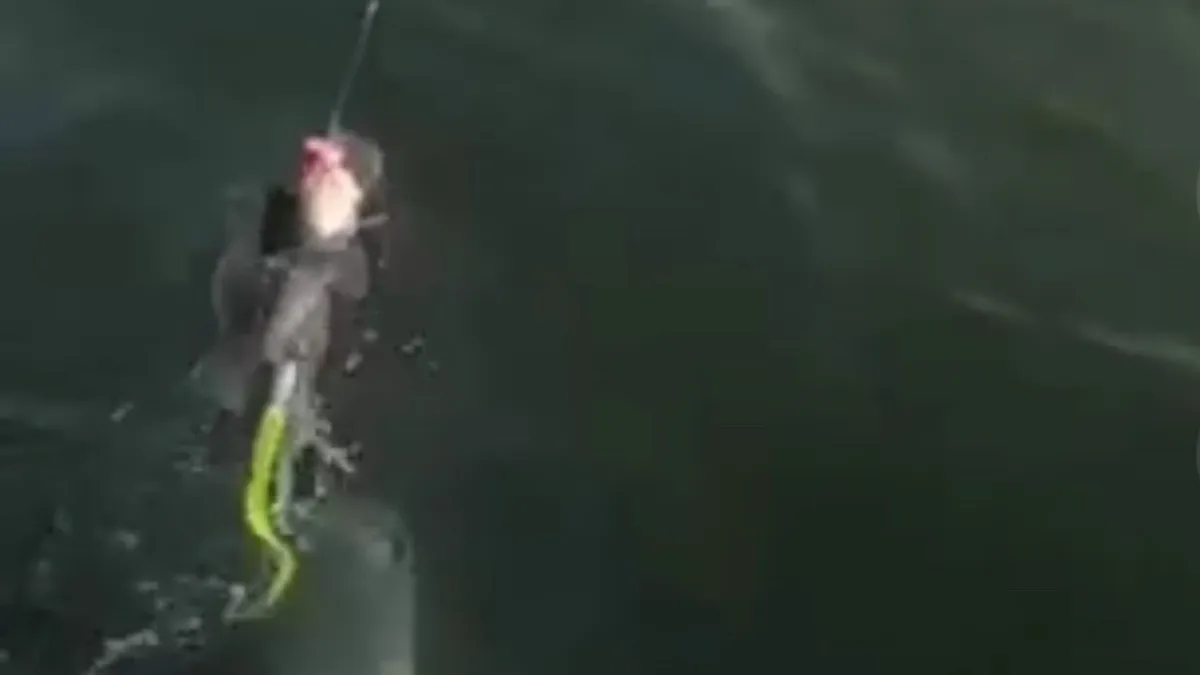 Featured image for Fishermen Encounter Great White Shark While Catching Fish