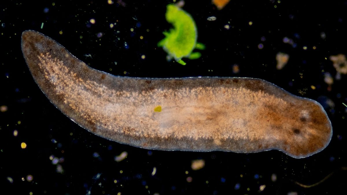 Featured image for Tiny Regenerative Worms Could Unlock Human Healing Secrets