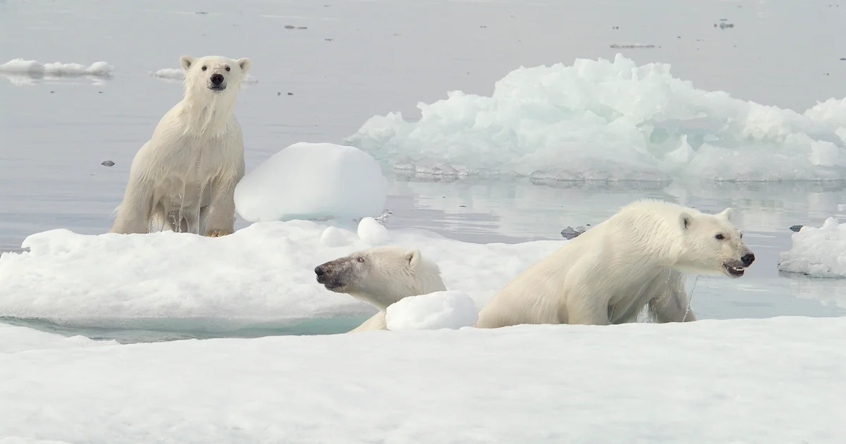 Featured image for Scientists Capture Rare Polar Bear Adoption in Canada