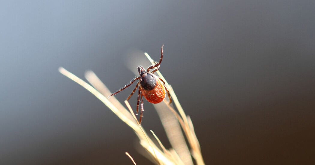 Featured image for Seven Ticks Take Long Rides to Connecticut
