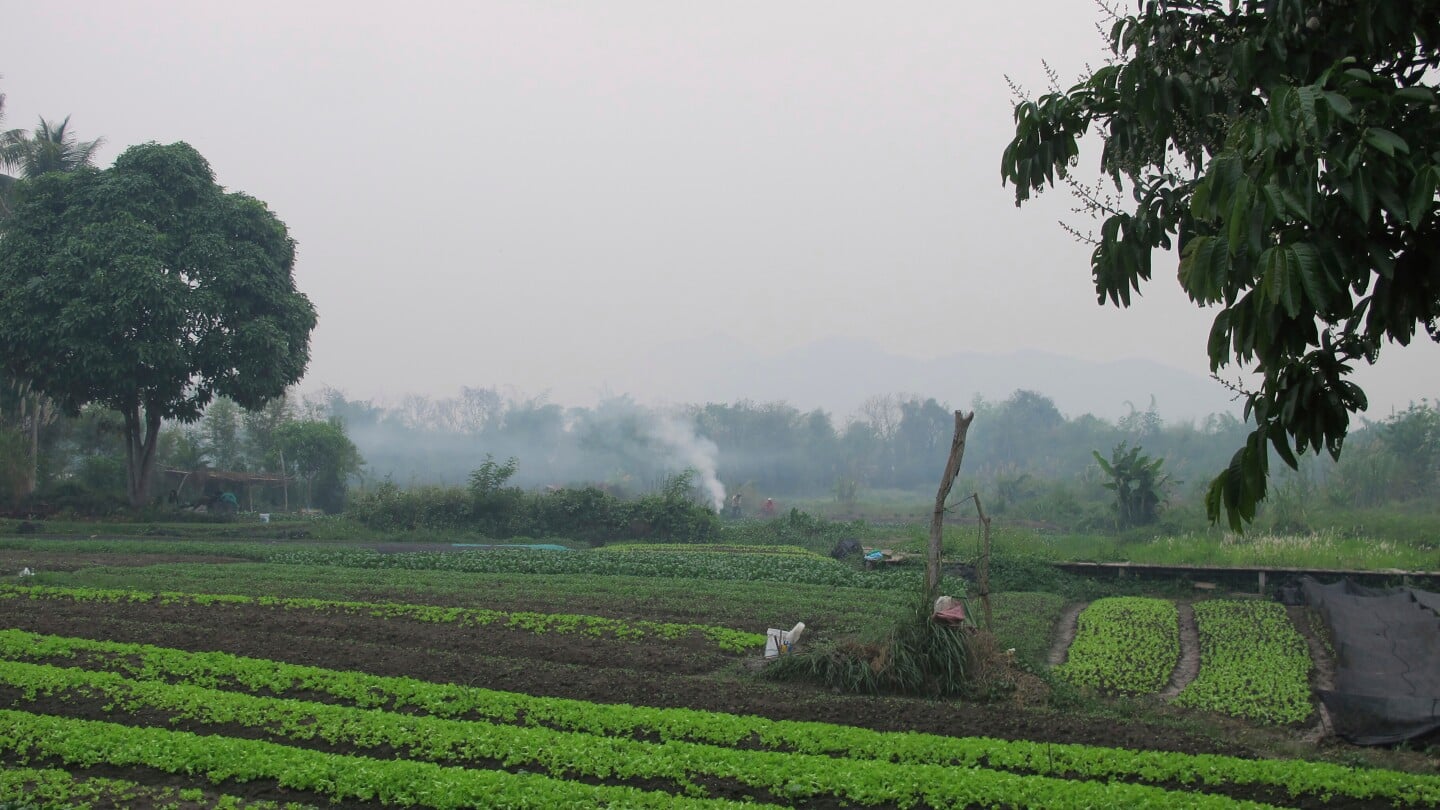 Featured image for American Father and Son Killed by Wasps During Laos Zipline Adventure