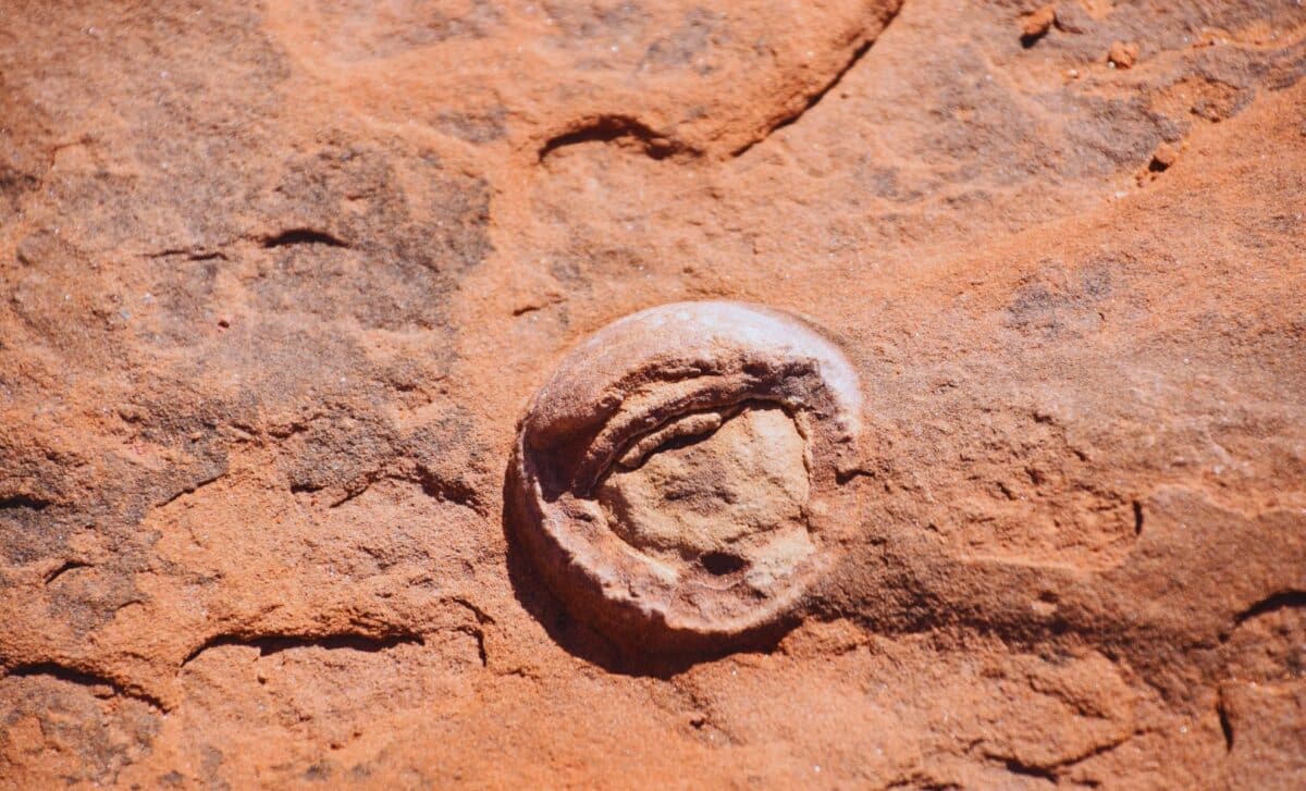 Featured image for First Dinosaur Egg with Embedded Egg Discovered by Paleontologists