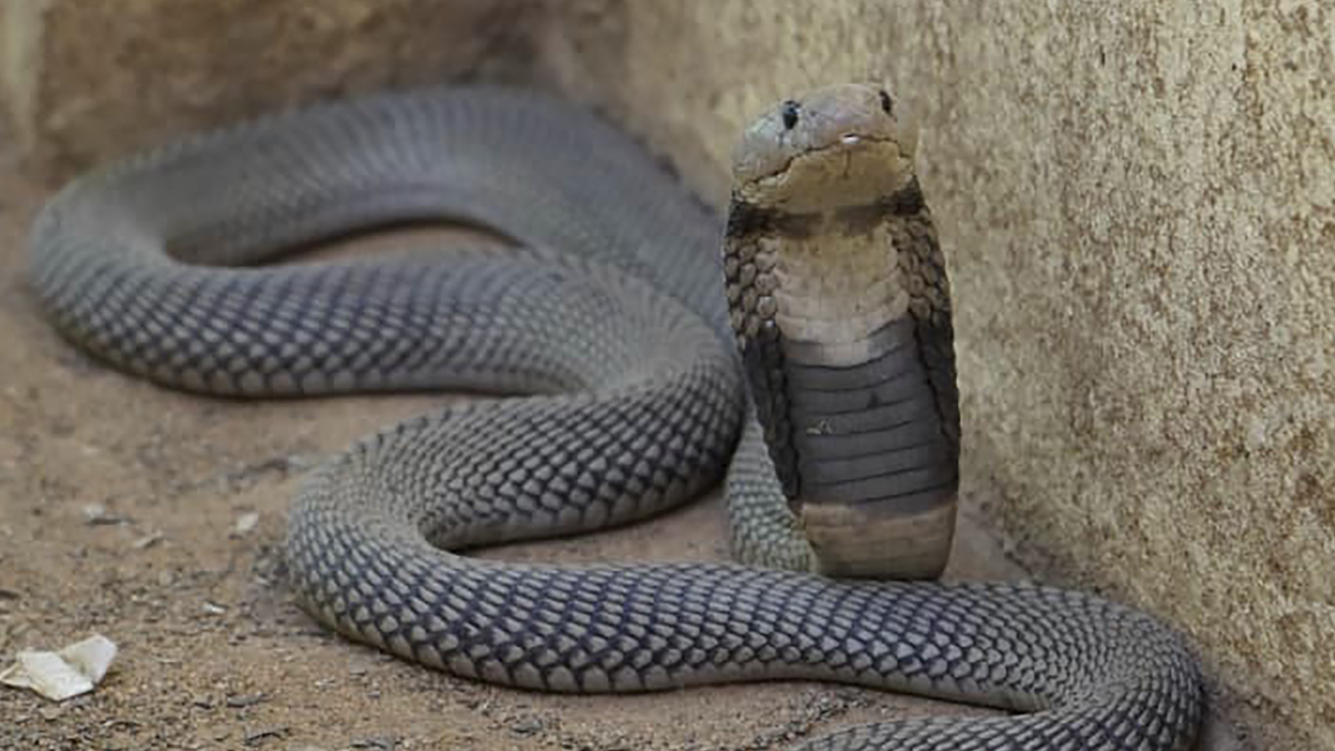 Featured image for Zoo animals caught in Sudan crossfire spark fears.