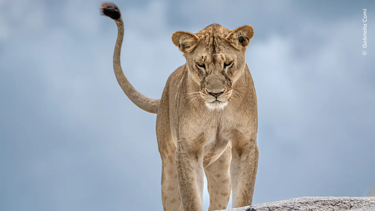 Featured image for Wildlife Photographer of the Year 2025: Stunning Images of a Planet Under Pressure