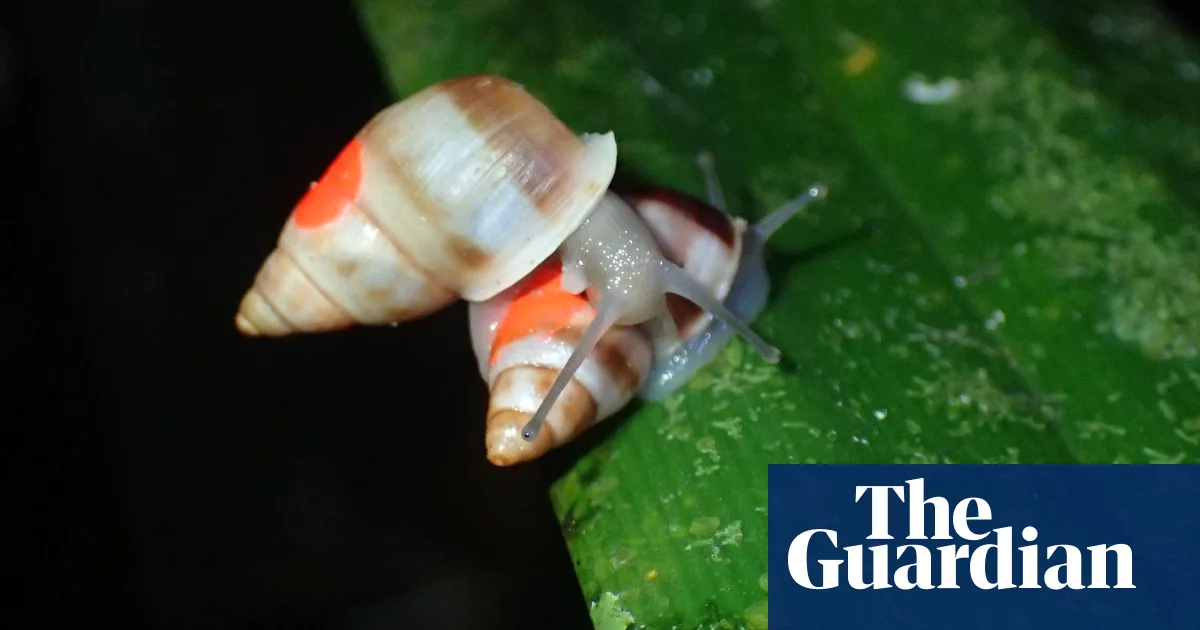 Featured image for Record-breaking release of 'extinct in the wild' Polynesian snails.