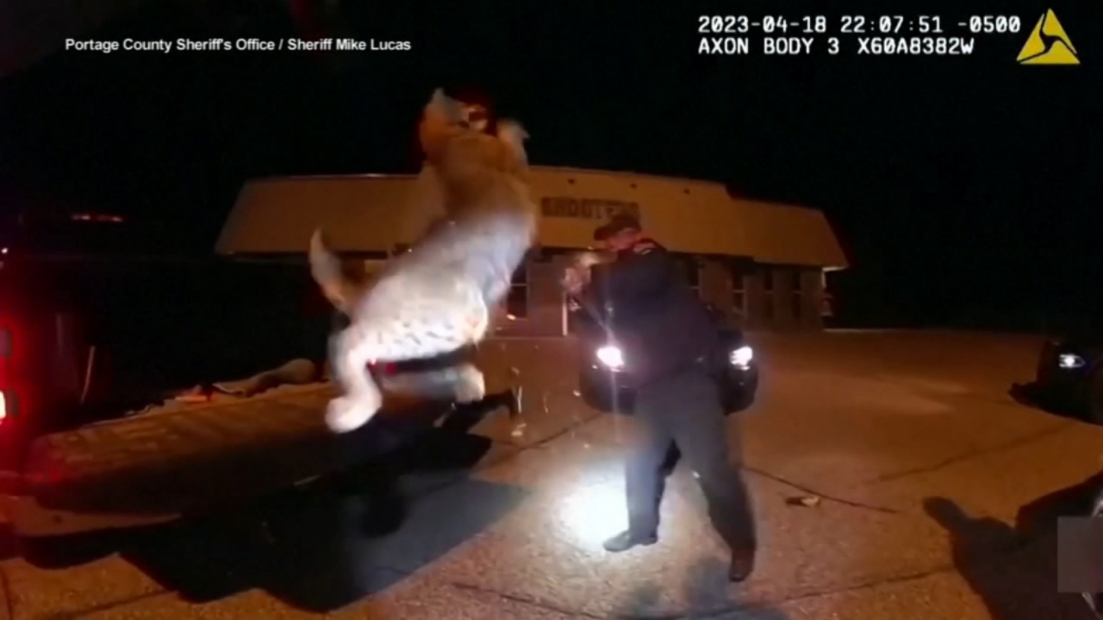 Featured image for Wild Bobcat Rescued from Car's Front Grill in Wisconsin