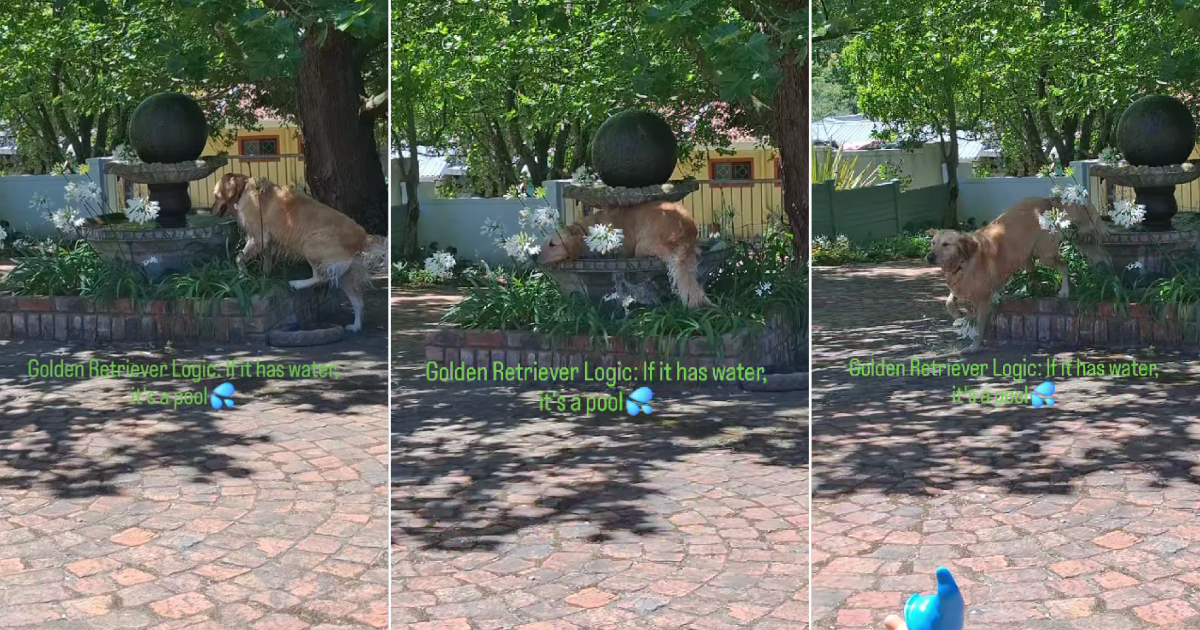 Featured image for Golden Retriever Enjoys Fountain Swim, Mistakes It for a Pool