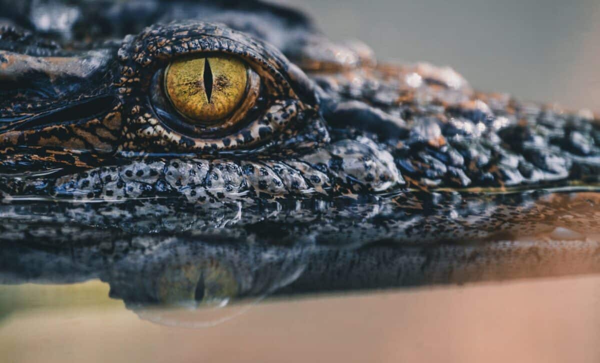 Featured image for Scientists Reveal Secrets of 3,000-Year-Old Crocodile Mummy