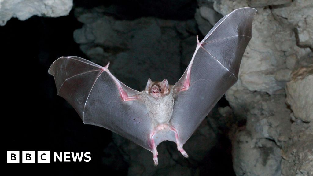 Featured image for Scottish Scientists Address Vampire Bat Rabies Risk in Amazon