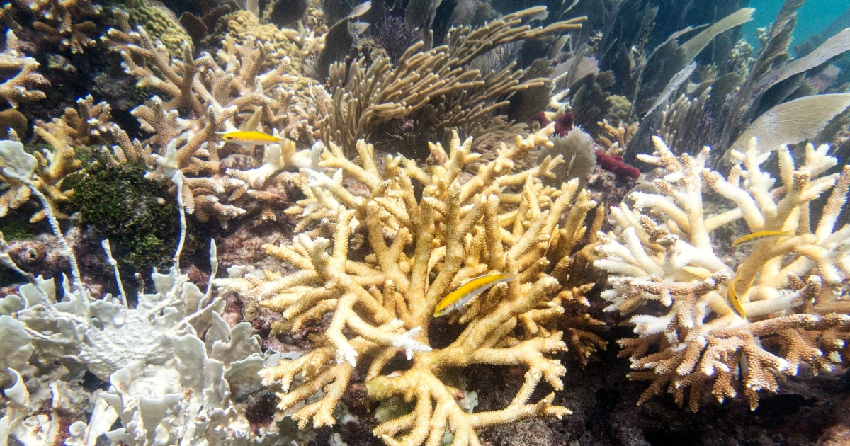 Featured image for "Record High Water Temperatures Trigger Coral Bleaching in Florida Keys, Warn Scientists"