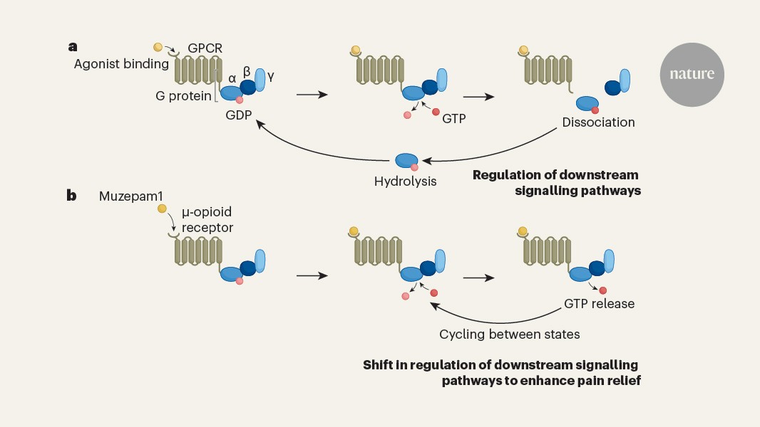 Featured image for G Protein Signaling Breakthrough Offers New Pain Relief Hope