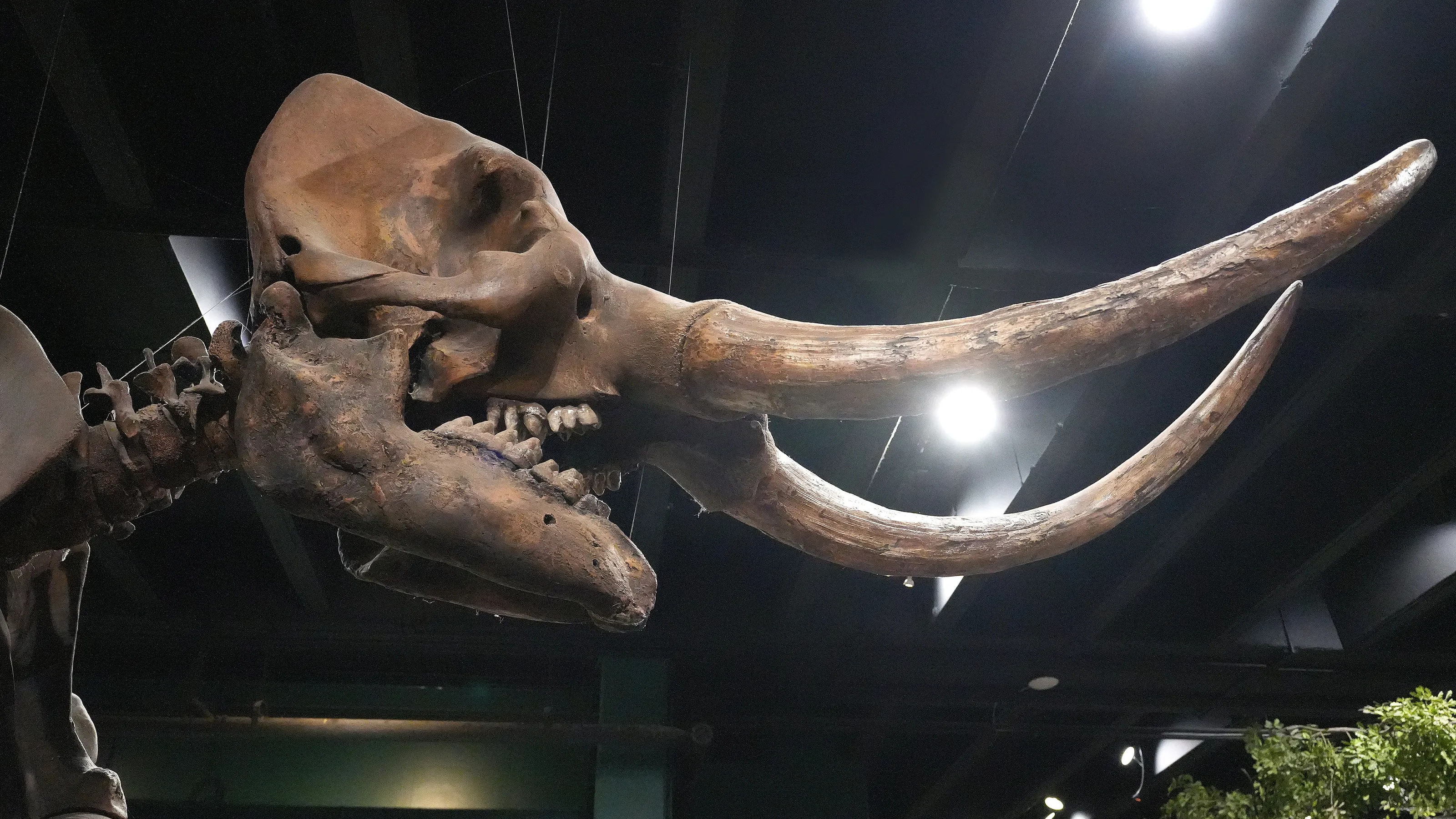 Featured image for Uncovering 'Bondo Betty': Stark County's Mastodon Discovery 55 Years Later