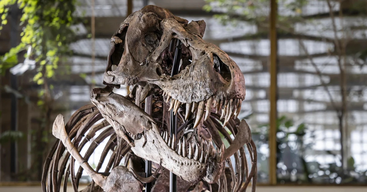Featured image for T-Rex skeleton breaks auction records in Zurich.