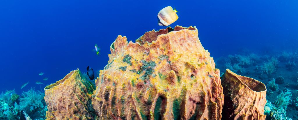 Featured image for 541-Million-Year-Old Sea Sponge Identified as Earth's First Animal