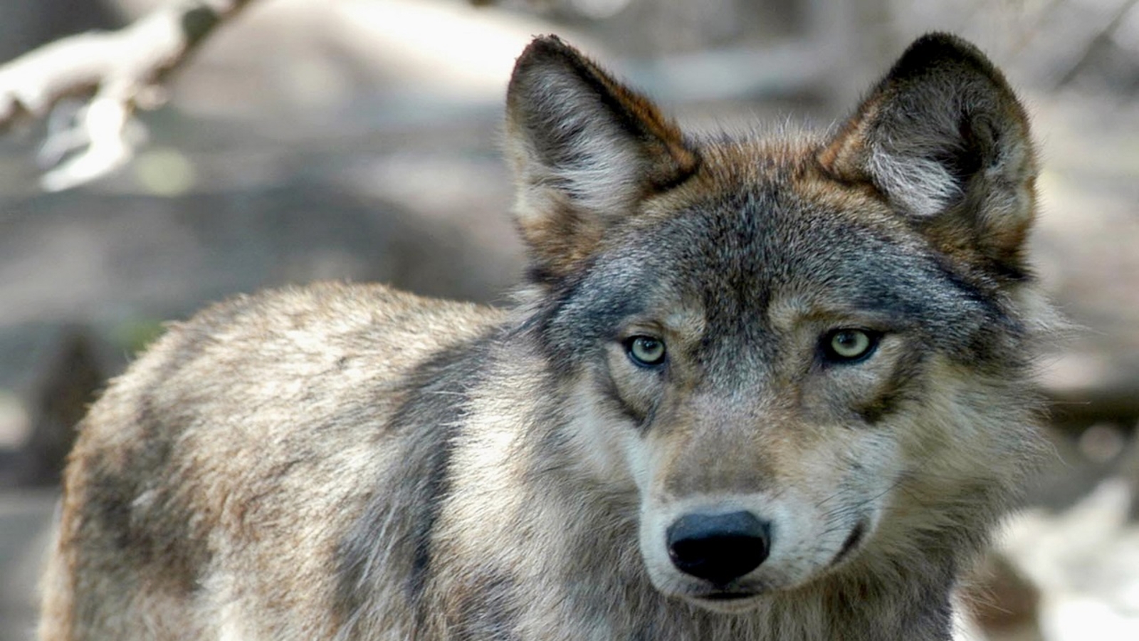 Featured image for "Discovery of Endangered Gray Wolf Pack Signals Hope for California's Wildlife Conservation"