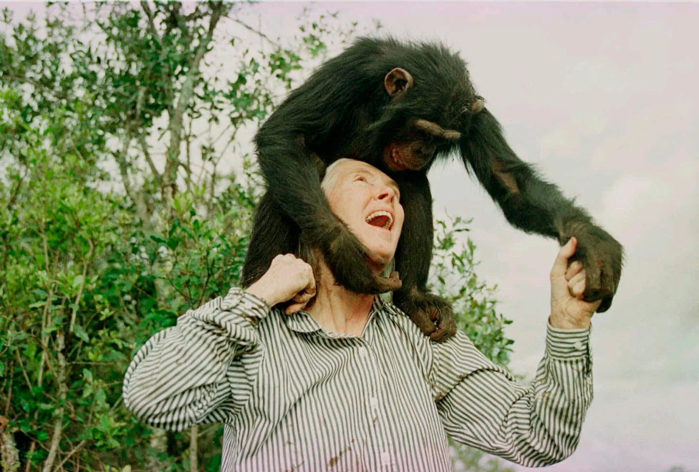 Featured image for Jane Goodall, Renowned Primatologist and Conservationist, Dies at 91
